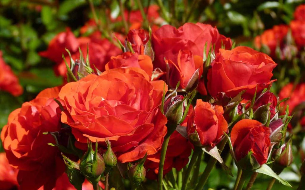 plant_red_roses